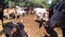 Indian Cows, Bulls And Calf Standing And Closeup Shot Black Bull Mouth.