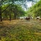 Indian Cows, Bulls, Calves And Green Trees.