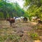 Indian Cows, Bulls, Calves And Green Trees. Greenery.