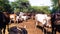 Indian Cows, Bulls And Oxen Stand In The Winter Sunlight.