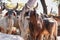 Indian Cows in Cow Farm,Thai cows resting in a field,Cows in Goshala - protective shelters for cows in  govshal