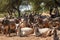 Indian Cows in Cow Farm,Thai cows resting in a field,Cows in Goshala - protective shelters for cows in  govshal