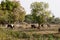 Indian cows eating grass on field to fill stomach for feeding cubs on summer days