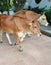 Indian cows - a pair of indian cows -mammals