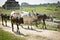 Indian Cows on the road