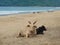 Indian cows on the shore of the ocean