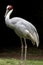 Indian crane