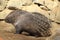 Indian crested porcupine