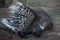 Indian crested porcupine (Hystrix indica)