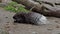 Indian crested Porcupine, Hystrix indica in a german park