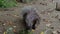 Indian crested Porcupine, Hystrix indica in a german park