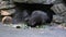 Indian crested Porcupine, Hystrix indica in a german zoo