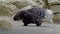 The Indian crested Porcupine, Hystrix indica or Indian porcupine