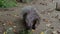 Indian crested Porcupine, Hystrix indica or Indian porcupine is a large species of hystricomorph rodent