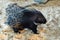 Indian Crested Porcupine or Hystrix indica on sand