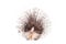 Indian crested Porcupine on white