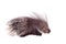 Indian crested Porcupine on white