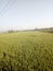 This is indian crops wheat field Thos is so beautiful