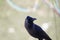 Indian crow  corvus bird