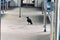 Indian Crow flew into the station and caws