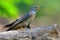 Indian Cuckoo bird