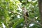 Indian cuckoo Cuculus micropterus