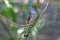 Indian cuckoo Cuculus micropterus Birds of Thailand