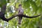 Indian cuckoo Cuculus micropterus Cute Birds of Thailand