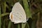 Indian Cupid Everes lacturnus butterfly, Male