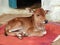 Indian cute calf