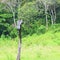 Indian Darter - Oriental Darter - Anhinga Melanogaster - Bird sitting on Wood in Periyar National Park, Kerala, India