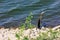 Indian Darter resting by a lake, Gir Natonal Park, Gujarat, India