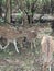 Indian Deer Family in Gir Forest