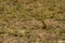 Indian desert jird or gerbil or Meriones hurrianae closeup feeding grass from his burrows at forest of central india