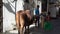 Indian devotees touch the head of holy cows used to pull silver chariot.