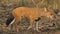 Indian Dhole in forest habitat walking front