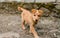 Indian dog in Himalaya Mountains, Himachal Pradesh, India