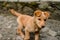 Indian dog in Himalaya Mountains, Himachal Pradesh, India