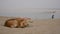 Indian dog relaxes on a sandy beach on the banks of the Ganges River