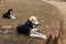 Indian dogs sitting on brick floor near Mahabodhi Temple at Bodh Gaya, Bihar, India