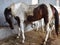 Indian domestic animals horse in the stable