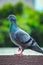 Indian Domestic pigeon