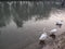 Indian ducks in the river in Ludhiana Punjab near flaiii sahib gurudwara