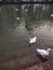 Indian ducks in the river in Ludhiana Punjab near flaiii sahib gurudwara