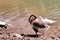 Indian ducks in the river in Ludhiana Punjab near flaiii sahib gurudwara