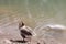 Indian ducks in the river in Ludhiana Punjab near flaiii sahib gurudwara