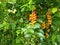 Indian Duranta yellow fruits