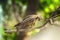 Indian Eagle,the Kite sitting on the tree branch in the defth of field picture. India