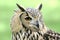 Indian Eagle Owl