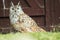 Indian eagle-Owl